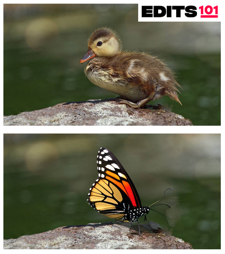 A photo of a duck replaced by a butterfly using the Photopea's Magic Replace Tool.